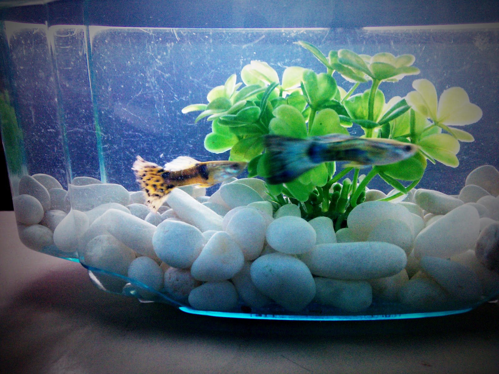 Sharing is Caring Guppy Fish